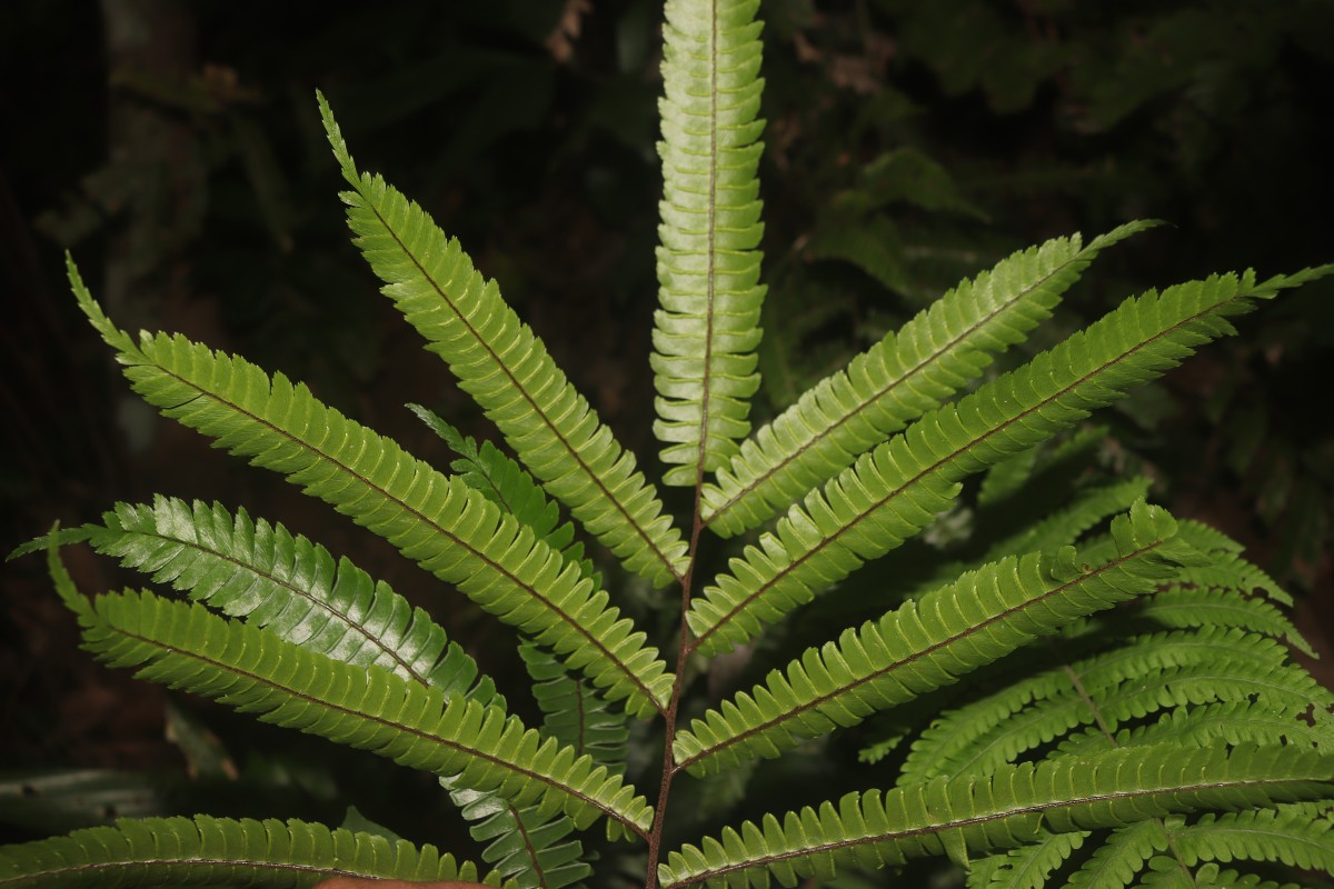 Adiantum pulverulentum L.